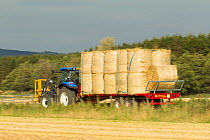 Bales of Barley straw on trailer, Scotland, UK, September