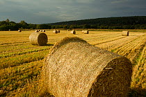 Bales of Barley straw on arable farmland, Scotland, UK