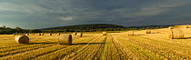 Panoramic view of bales of Barley straw on arable farmland, Scotland, UK