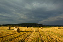 Bales of Barley  straw on arable farmland, Scotland, UK