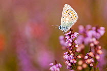 Common blue butterfly (Polyommatus icarus), resting on flowering heather, Arne RSPB reserve, Dorset, England, UK, September. 2020VISION Book Plate. Did you know? The word butterfly was originally used...