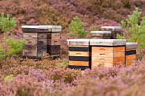 Bee hives placed to encourage the local bee population and pollination of the heather heathland, Arne RSPB reserve, Dorset, England, UK, September