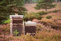 Bee hives placed to encourage the local bee population and pollination of the heather heathland, Arne RSPB reserve, Dorset, England, UK, September