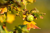 Close up of acorns and autumnal foliage ofEnglish oak (Quercus robur), Arne RSPB reserve, Dorset, England, UK, September
