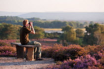 Birdwatcher sitting on a bench scanning for a visiting Osprey, Arne RSPB reserve, Dorset, England, UK, September. Model released.
