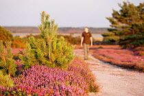 Common heather (Calluna vulgaris) in flower by the side of a track, with a man walking in the background, Arne RSPB reserve, Dorset, England, UK, September. Model released.