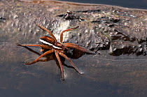 Raft spider (Dolomedes fimbriatus), Arne RSPB reserve, Dorset, England, UK, September