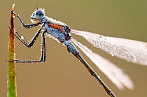 Emerald damselfly (Lestes sponsa), Arne RSPB reserve, Dorset, England, UK, September. 2020VISION Book Plate. Did you know? An adult female Emerald Damselfly can stay underwater for 30 minutes whilst l...
