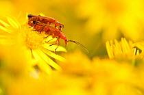 Pair of mating soldier beetles (Rhagonycha fulva) on Common ragwort (Senecio jacobaea), Arne RSPB reserve, Dorset, England, UK, August. Did you know? In some areas this insect is called the bloodsuck...