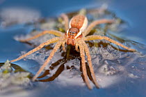 Raft spider (Dolomedes fimbriatus) on water, Arne RSPB reserve, Dorset, England, UK, July. 2020VISION Book Plate.