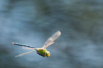 RF- Male Emperor Dragonfly (Anax imperator) in flight, Arne RSPB reserve, Dorset, England, UK, July. Did you know? Dragonflies spend up to six years as drab aquatic nymphs for only a few weeks as colourful, acrobatic adults. (This image may be licensed either as rights managed or royalty free.)