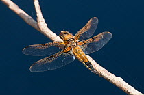 Four-spotted chaser (Libellula quadrimaculata) dragonfly, Arne RSPB reserve, Dorset, England, UK, July