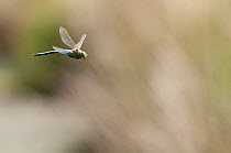 Male Emperor dragonfly (Anax imperator) in flight, Arne RSPB reserve, Dorset, England, UK, July