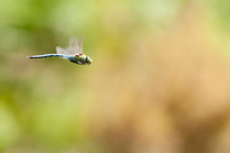 Male Emperor dragonfly (Anax imperator) in flight, Arne RSPB reserve, Dorset, England, UK, July