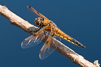 Four-spotted chaser (Libellula quadrimaculata) dragonfly, Arne RSPB reserve, Dorset, England, UK, June