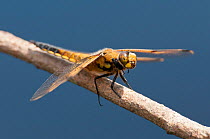 Four-spotted chaser (Libellula quadrimaculata) dragonfly, Arne RSPB reserve, Dorset, England, UK, June