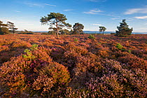 Heathland with a mixture of Heather (Erica) species, Arne RSPB reserve, Dorset, England, UK, July