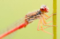 Close up portrait of Small red damselfly (Ceriagrion tenellum), Arne RSPB reserve, Dorset, England, UK, August
