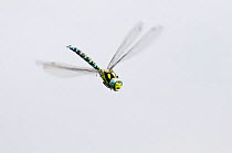 Southern hawker dragonfly (Aeshna cyanea) in flight, Arne RSPB reserve, Dorset, England, UK, August