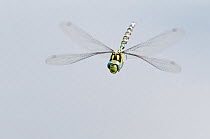Southern hawker dragonfly (Aeshna cyanea) in flight, Arne RSPB reserve, Dorset, England, UK, August. 2020VISION Book Plate.