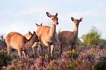 Sika deer (Cervus nippon) amongst flowering heather, Arne RSPB reserve, Dorset, England, UK, August. Did you know? Sika deer are surprisingly good swimmers and can swim for up to 12km.