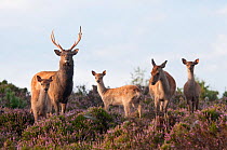 Sika deer (Cervus nippon), stag, hind and young, amongst flowering heather, Arne RSPB reserve, Dorset, England, UK, August. Did you know? This East Asian deer's name 'Sika' is the Japanese word for 'd...