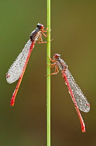 Two Small red damselflies (Ceriagrion tenellum) covered in dew, Arne RSPB reserve, Dorset, England, UK, August