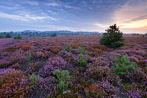 Heathland with mixture of Heather (Erica) species in flower and pine saplings, Arne RSPB reserve, Dorset, England, UK, July
