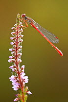 Small red damselfly (Ceriagrion tenellum) covered in dew, Arne RSPB reserve, Dorset, England, UK, August