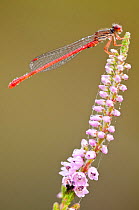 Small red damselfly (Ceriagrion tenellum) covered in dew, Arne RSPB reserve, Dorset, England, UK, August