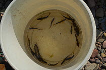 Bucket containing small Brown trout (Salmo trutta) and Atlantic salmon (Salmo salar) captured and released to monitor size, population, density and health of the fish, and water quality, River Whitead...