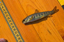 Young Brown trout (Salmo trutta), with parr marks being measured to monitor population, density, health of the fish and water quality of the River Whiteadder, before being released back into the river...
