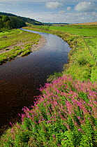 Landscape view of the River Whiteadder, a tributary of the River Tweed, Berwickshire, Scotland, UK, August