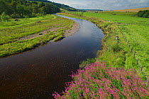 Landscape view of the River Whiteadder, a tributary of the River Tweed, with two scientists walking along the bank carrying electro fishing equipment to monitor population, density and health of Atlan...