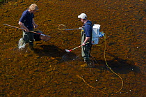 Scientist Kenny Galt (right) and assistant Fraser Brown electro fishing for Atlantic salmon (Salmo salar) and Brown trout (Salmo trutta) parr on the River Whiteadder to monitor population, density and...