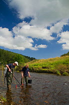Scientist Kenny Galt (left) and assistant Fraser Brown electro fishing for Atlantic salmon (Salmo salar) and Brown trout (Salmo trutta) parr on the River Whiteadder to monitor population, density and...