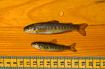 Two young Brown trout (Salmo trutta), with parr marks being measured to monitor population, density, health of the fish and water quality of the River Whiteadder, before being released back into the r...