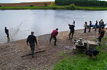 Staff of the Tweed Foundation hauling nets after a 'run' on the river, casting the net to catch migratory Atlantic salmon (Salmo salar) and Brown trout (Salmo trutta) for monitoring, River Tweed, Berw...