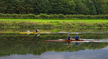 Single and double scull rowers, sculling downstream, River Tweed, Berwickshire, Scotland, UK, August