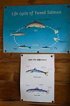 Atlantic salmon (Salmo salar) and Brown trout (Salmo trutta) identification signs in a fishing shelter on the River Tweed, Berwickshire, Scotland, UK, August