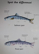 Atlantic salmon (Salmo salar) and Brown trout (Salmo trutta) parr identification signs in a fishing shelter on the River Tweed, Berwickshire, Scotland, UK, August