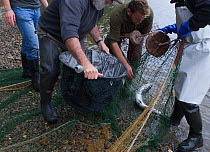 Extracting fish caught in Tweed Foundation nets by scientists and staff tagging migratory Atlantic salmon (Salmo salar) and Brown trout (Salmo trutta) to monitor fish movement, density and biology, Ri...