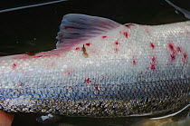 Close up of Atlantic salmon (Salmo salar) showing signs of sea lice infestation, caught by Tweed Foundation staff netting and tagging migratory fish on the River Tweed, Berwickshire, Scotland, UK, Sep...