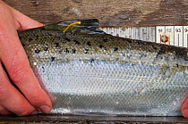 Atlantic salmon (Salmo salar) caught, tagged and processed by Tweed Foundation scientists monitoring fish movement, density and biology, River Tweed, Berwickshire, Scotland, UK, September