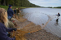 Tweed Foundation staff hauling in nets after a 'run', casting the net to catch migratory Atlantic salmon (Salmo salar) or Brown trout (Salmo trutta) for tagging, River Tweed, Berwickshire, Scotland, U...