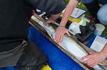 Tweed Foundation staff inserting an acoustic gastric tag into an Atlantic salmon (Salmo salar) for tracking purposes, River Tweed, Berwickshire, Scotland, UK, September