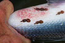Close up of Atlantic salmon (Salmo salar) showing signs of sea lice infestation, caught by Tweed Foundation staff netting and tagging migratory fish on the River Tweed, Berwickshire, Scotland, UK, Sep...