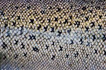 Close up of scales of an Atlantic salmon (Salmo salar) caught by Tweed Foundation scientists netting and tagging migratory fish for tracking, on the River Tweed, Berwickshire, Scotland, UK, September