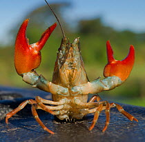 Signal crayfish (Pacifastacus leniusculus) in a defensive posture after being caught by The Tweed Foundation monitoring the species population and spread on the River Till, Northumberland, England, UK...