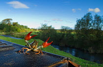 Signal crayfish (Pacifastacus leniusculus) in a defensive posture after being caught by The Tweed Foundation monitoring the species population and spread, with the River Till in the background, Northu...
